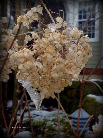 flowers-with-ice-janet-webb-2